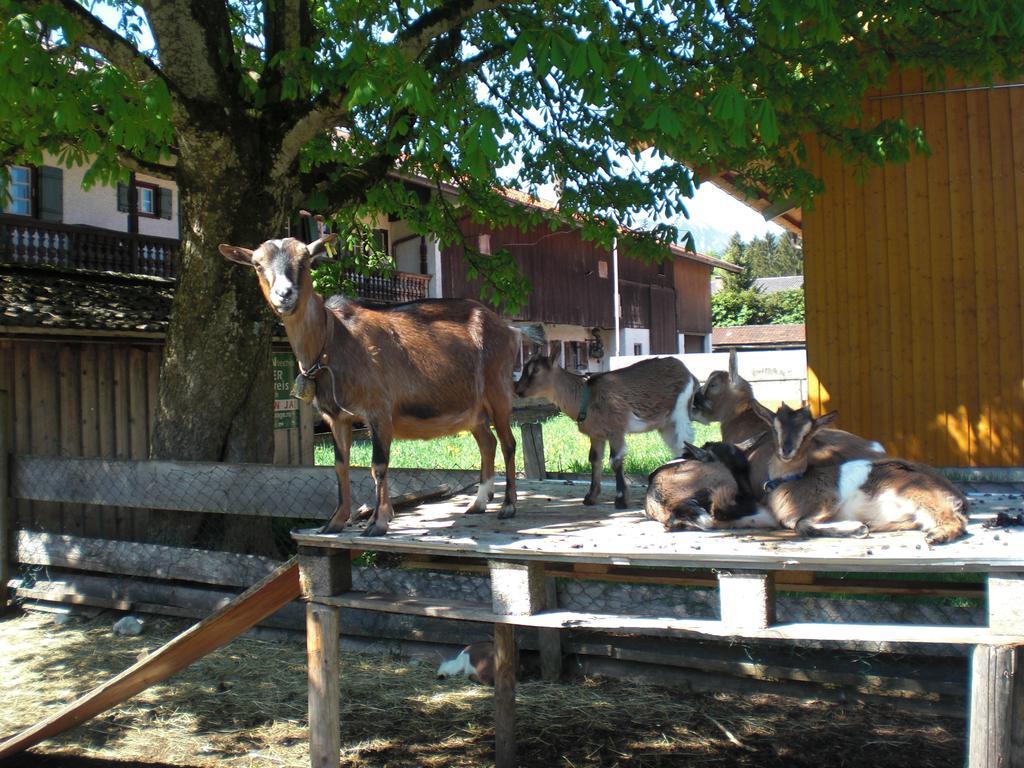 Familien-Bauernhof-Berghammer Rotta Zimmer foto